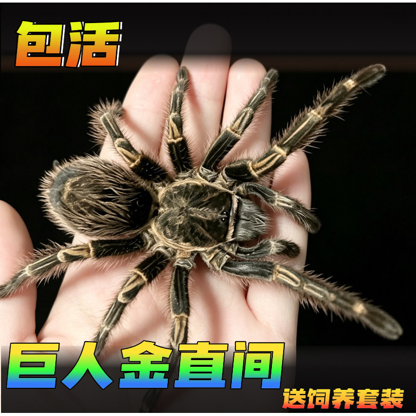 巴西巨人金直间捕鸟蛛新手入门宠物蜘蛛活体地栖温顺好养异宠爬宠
