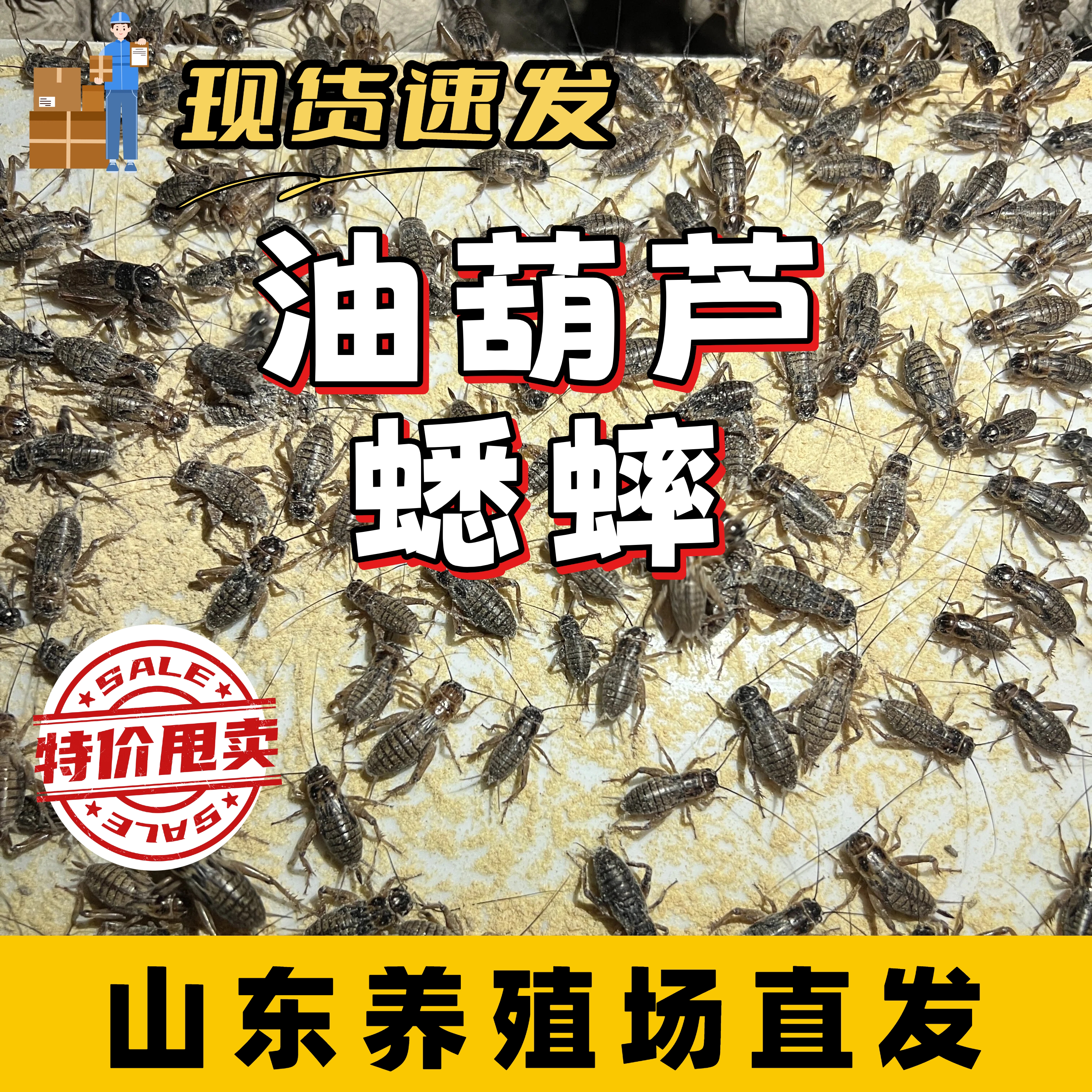 蟋蟀活虫口粮爬宠饲料山东发货
