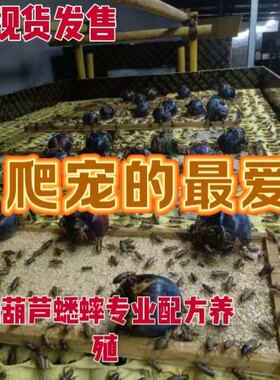 中华双斑油葫芦蟋蟀 可食用蛐蛐 宠物活体饲料昆虫养殖场直发现货