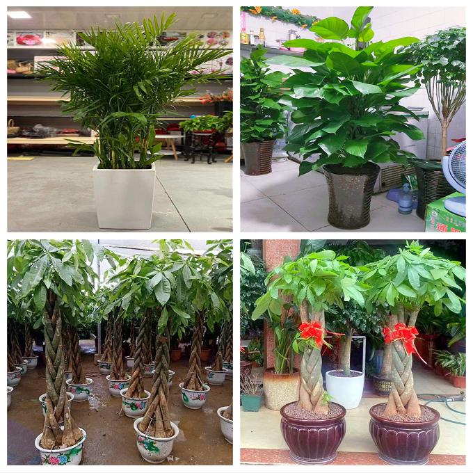 新居入伙店铺开张公司开业绿植花篮山西吕梁市交口县孝义市汾阳市