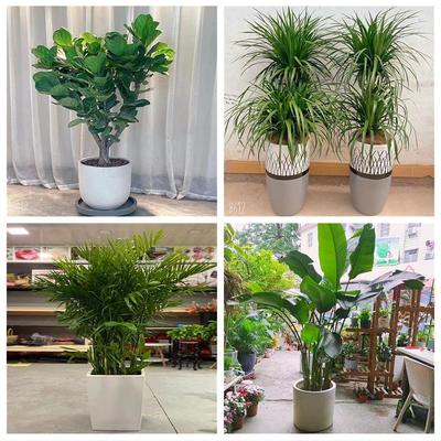 绿植入伙新居店铺开张公司开业花篮河南开封市禹王台区祥符区杞县