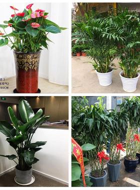 朋友公司开业发财树幸福树北京市东城区天坛永定门外街道同城花店