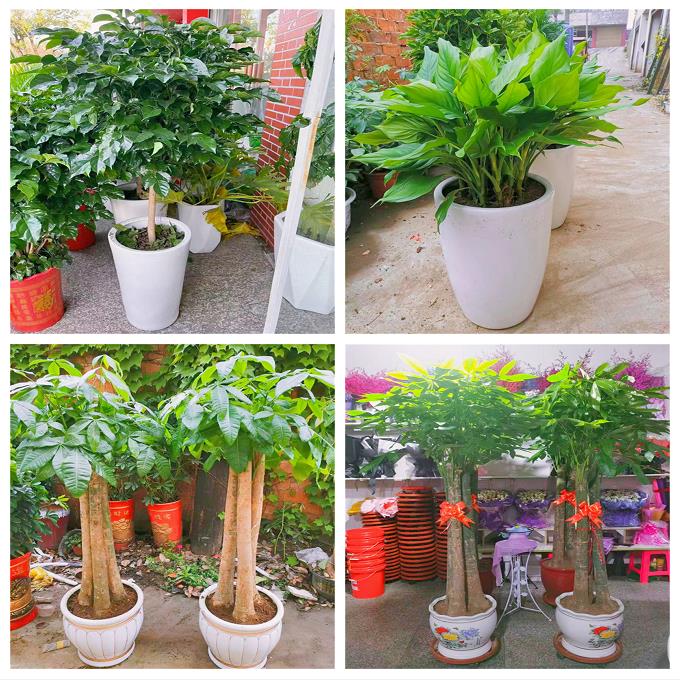 新居入伙店铺开张公司开业绿植花篮安徽省淮南市潘集区凤台县寿县