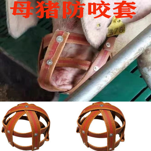 母猪防咬套仔猪神器猪嘴套防咬母猪嘴套马牛羊防吃东西猪用专用
