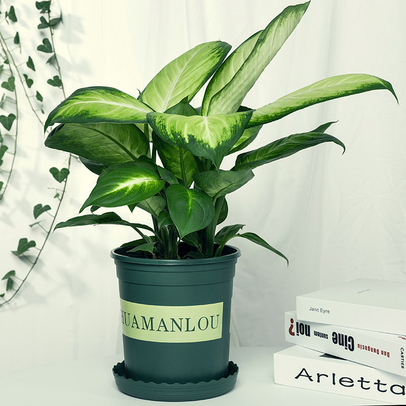 玛丽安植物多少钱 玛丽安植物优惠券免费领取 有条鱼