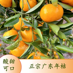 龙门年桔正宗新鲜现摘酸甜广东年桔孕妇水果爆汁橘子整箱送礼特产