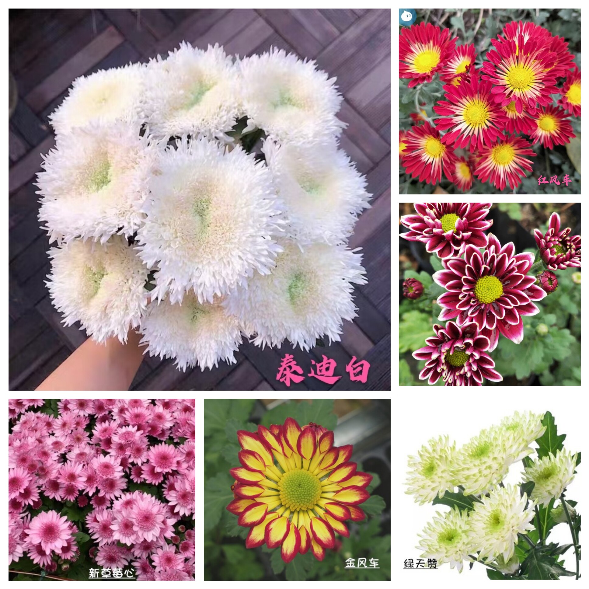 阳台多头菊多季开花包对版