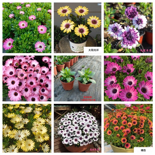 蓝目菊花苗南非万寿菊室外阳台庭院植物耐寒盆栽四季开花观花花卉