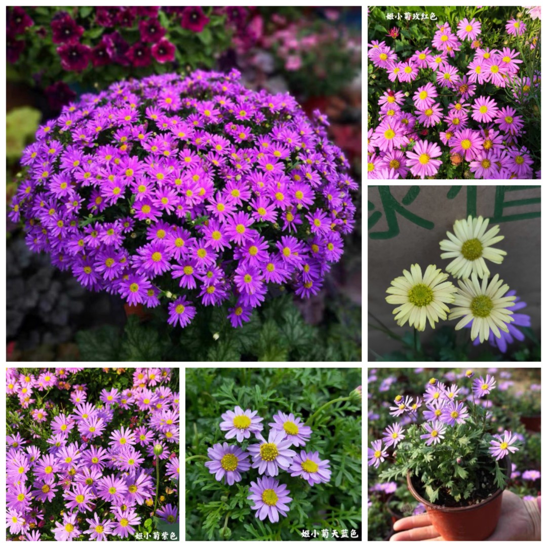 姬小菊盆栽花苗雏菊四季开花菊花阳台庭院室外花植物易爆盆多年生