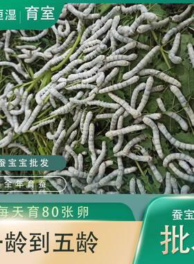 育蚕所蚕宝宝批发好养学生套装