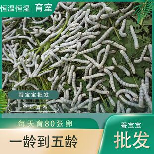 蚕宝宝活体七彩色学生养蚕套装春蚕婵四4五5龄大幼活物卵金丝蚕批