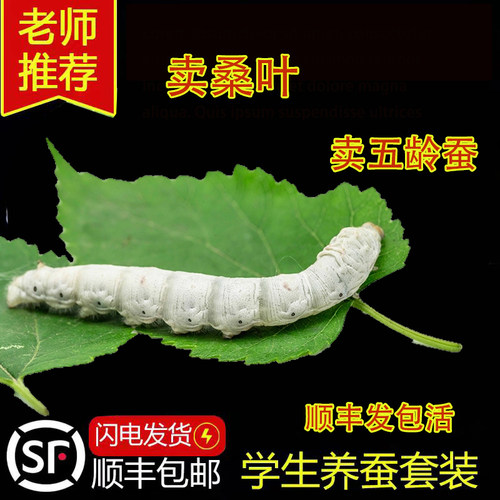 五龄蚕宝宝活体春蚕幼虫活物儿童学生养蚕套装小蚕送新鲜桑叶