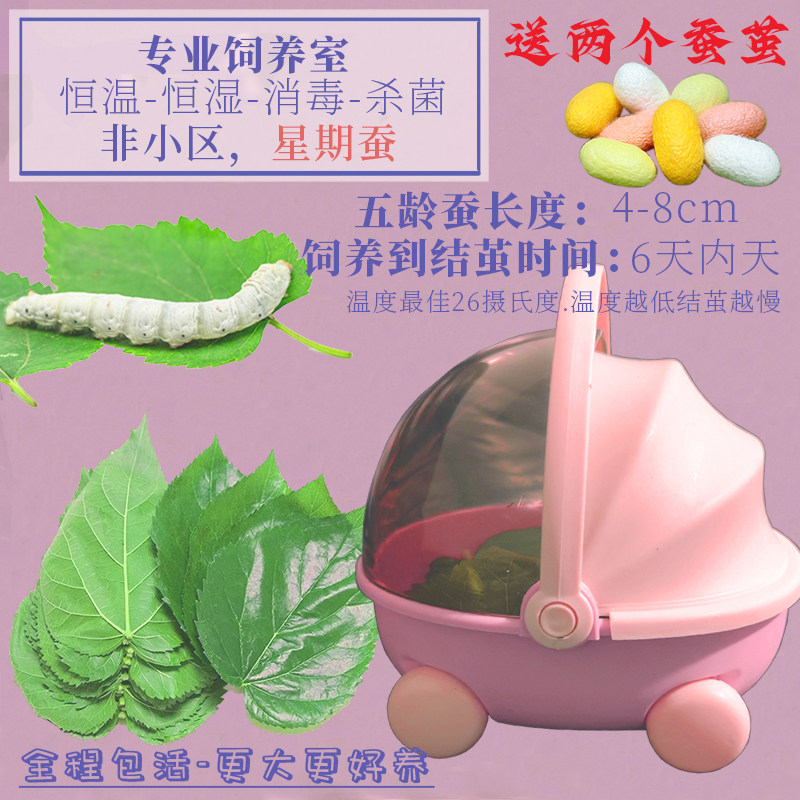 蚕卵学生养蚕套装高级彩色活物广西南宁五龄桑叶太空养育舱专用盒