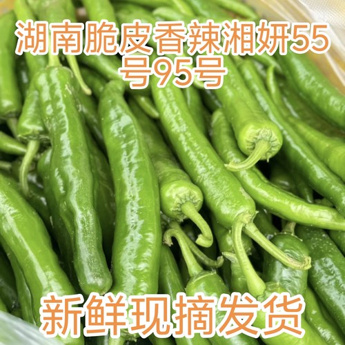湖南农家湘妍55号95号青辣椒薄皮辣椒微辣香辣虎皮辣椒辣椒炒肉