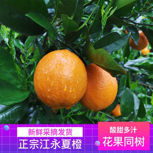 湖南江永夏橙现摘新鲜应季孕妇水果手剥橙榨汁非伦晚脐橙果冻橙