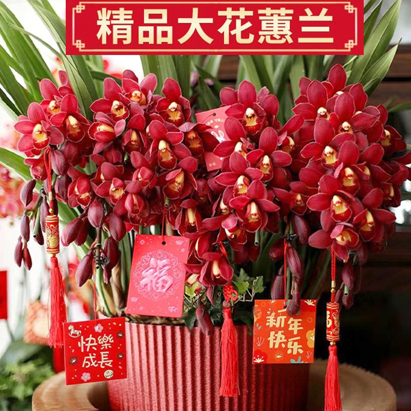 大花蕙兰红宝石冬带花苞惠兰大花特香兰花室内外年宵花卉庭院绿植