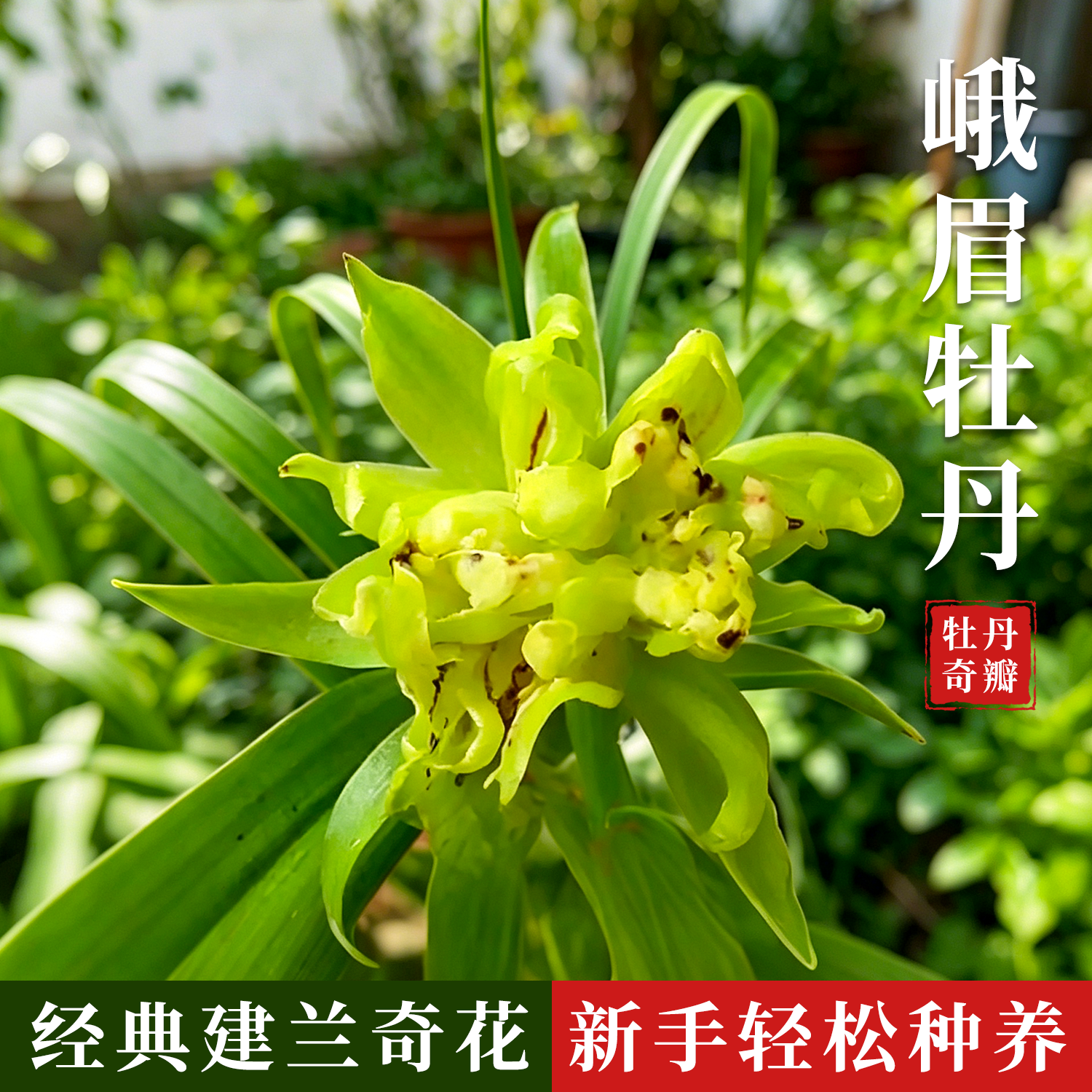 建兰多瓣奇花峨眉牡丹好养花卉