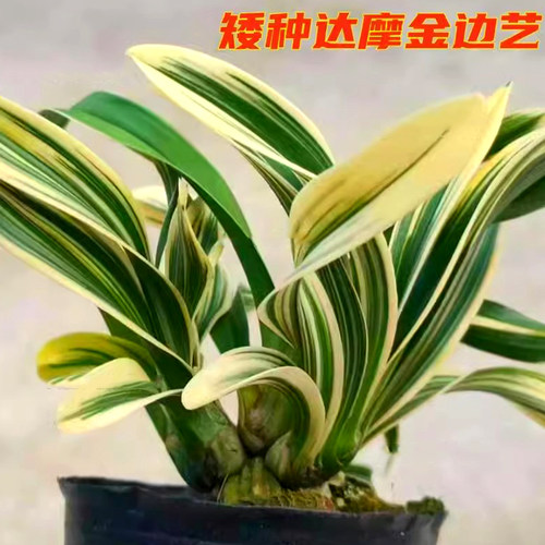 名贵矮种金边达摩兰花浓香型