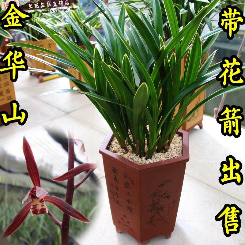 有香味的兰花苗墨兰金华山冬带花苞出售金边大型绿