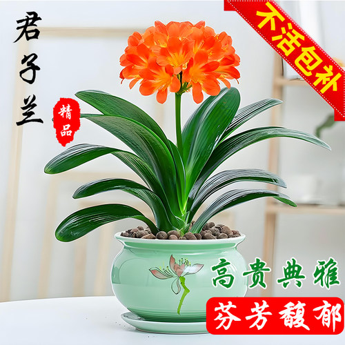 君子兰盆栽客厅精品名贵植物