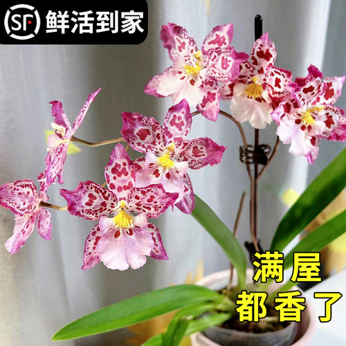 文心兰浓浓奶香味花开上百朵