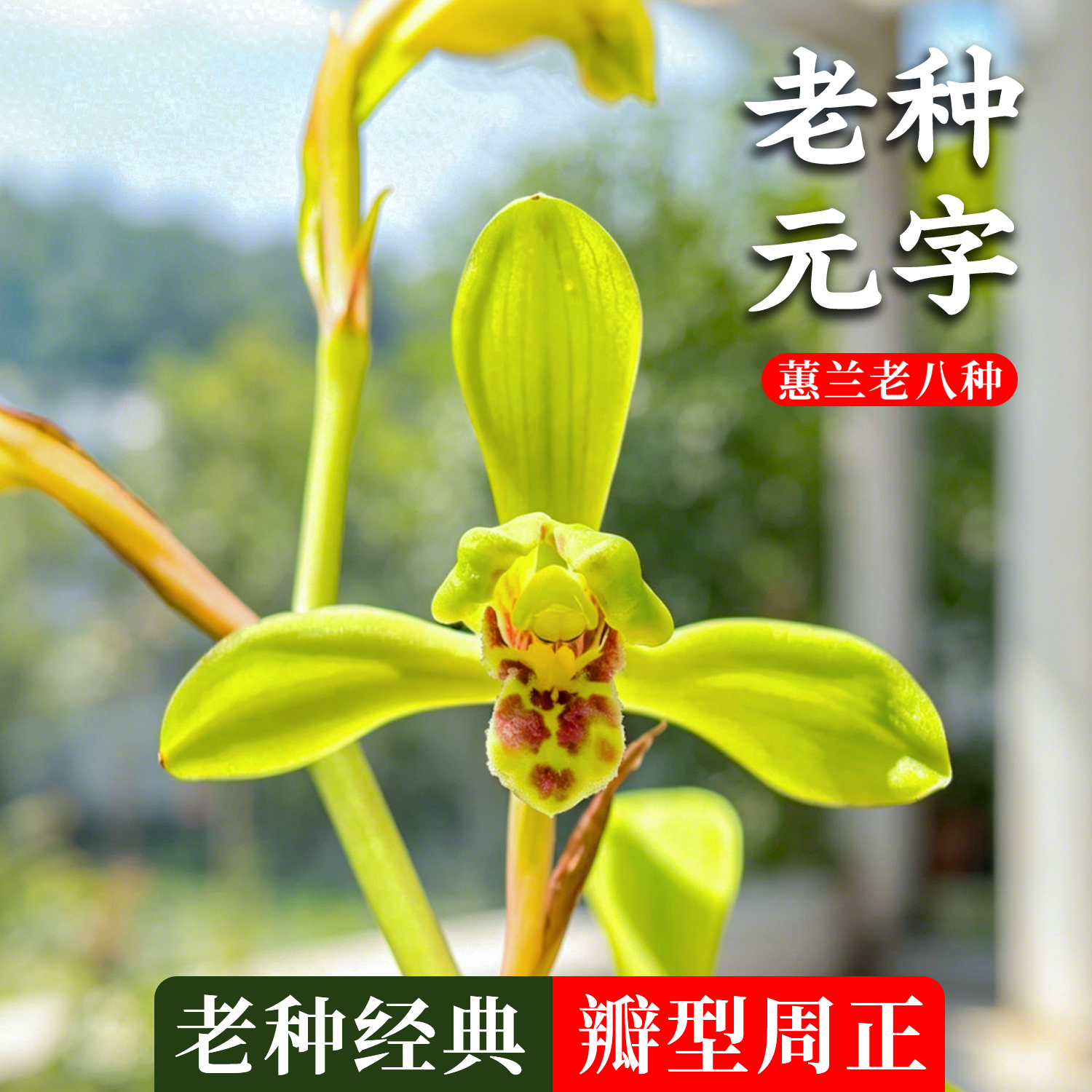 蕙兰老八种之元字兰花苗精品绿植