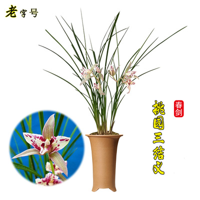 阳台兰花苗兰花苗阳台绿植盆栽