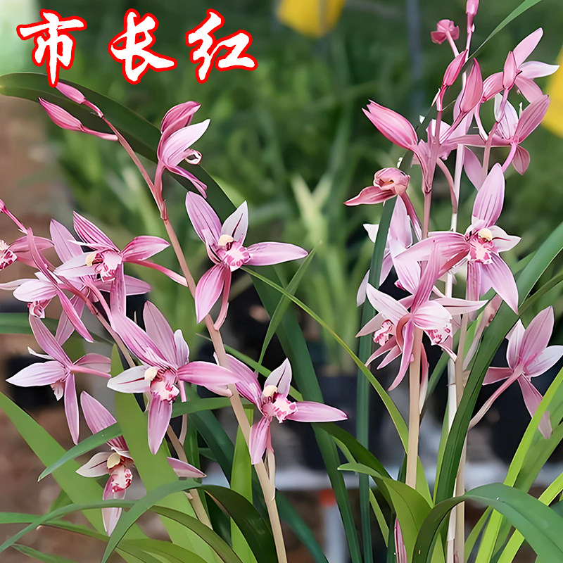 精品建兰市长红兰花盆栽夏带花苞