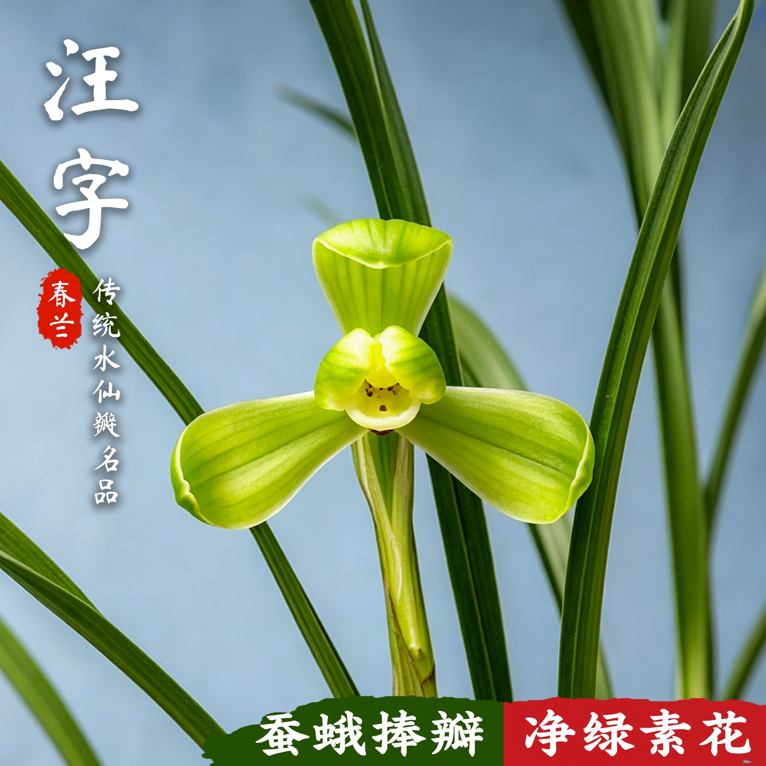 汪字春兰老八种精品兰花苗冬带花