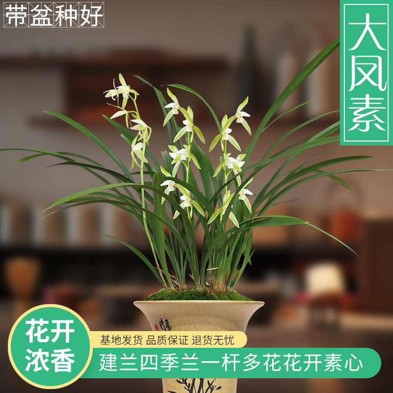 兰花苗建兰四季兰 大凤素 现带花苞出售浓香花卉绿植室内好养盆栽