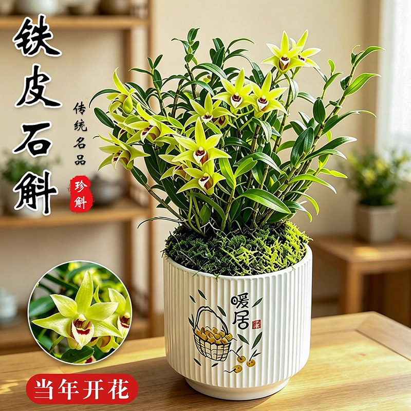 正宗铁皮石斛兰花苗鲜条冬带花图片