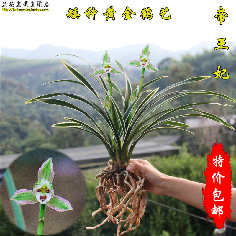 南靖刘阁兰花苗帝王妃 矮种金边鹤艺 夏带花苞出售好养绿植花卉草