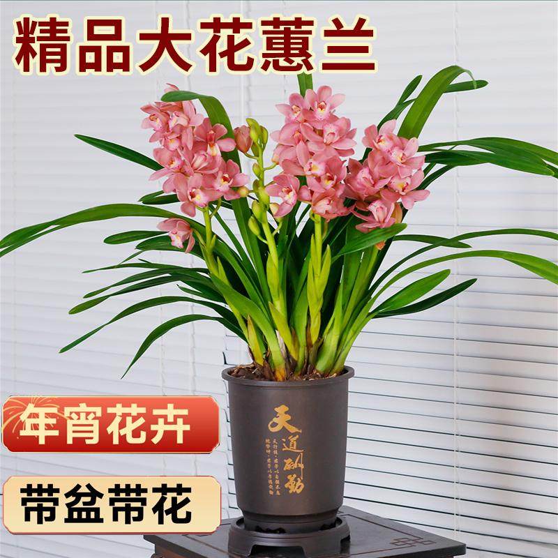 喜花里兰花苗大花蕙兰樱花之恋