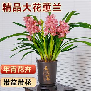 喜花里兰花苗大花蕙兰樱花之恋浓香型室内外四季 好养绿植花卉盆栽