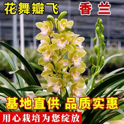兰花苗冬带花苞四季兰好养盆栽