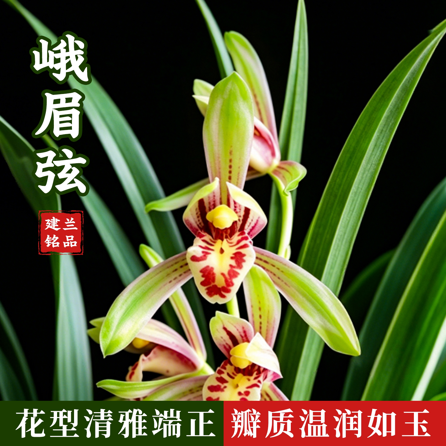 峨眉弦建兰集多种艺态浓香好养花