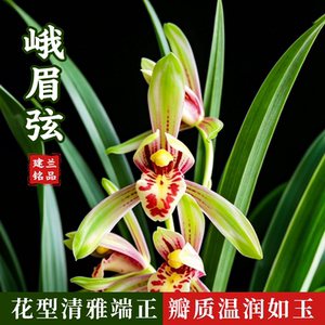 峨眉弦建兰集多种艺态浓香好养花