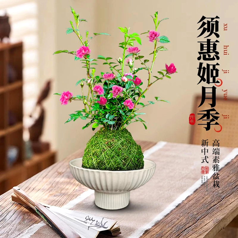 超微水培姬月季四季花卉