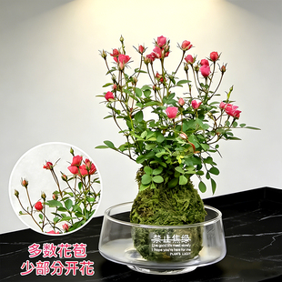超微水培姬月季四季开花卉阳台桌面迷你小盆栽水中美人苔藓球植物