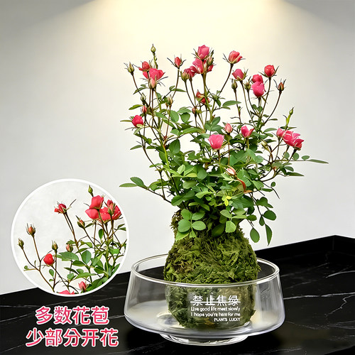 超微水培姬月季四季开花卉