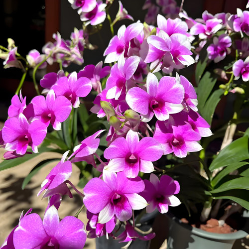 秋石斛粉黛石斛兰花盆栽现带花苞