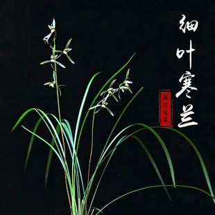 兰花苗细叶寒兰秋冬带花苞浓香型室内绿植花卉盆栽好养