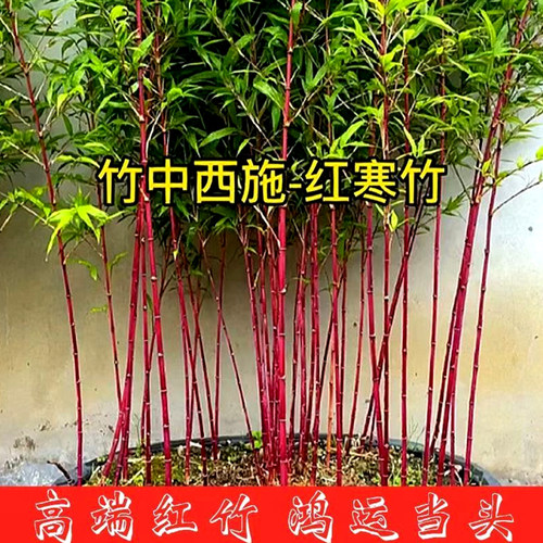 红寒竹朱竹红观音耐寒禅意竹子