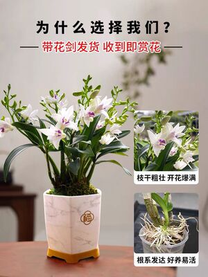 紫云石斛兰室内盆栽现带花出售淡香兰花植物桌面花卉办公室绿植