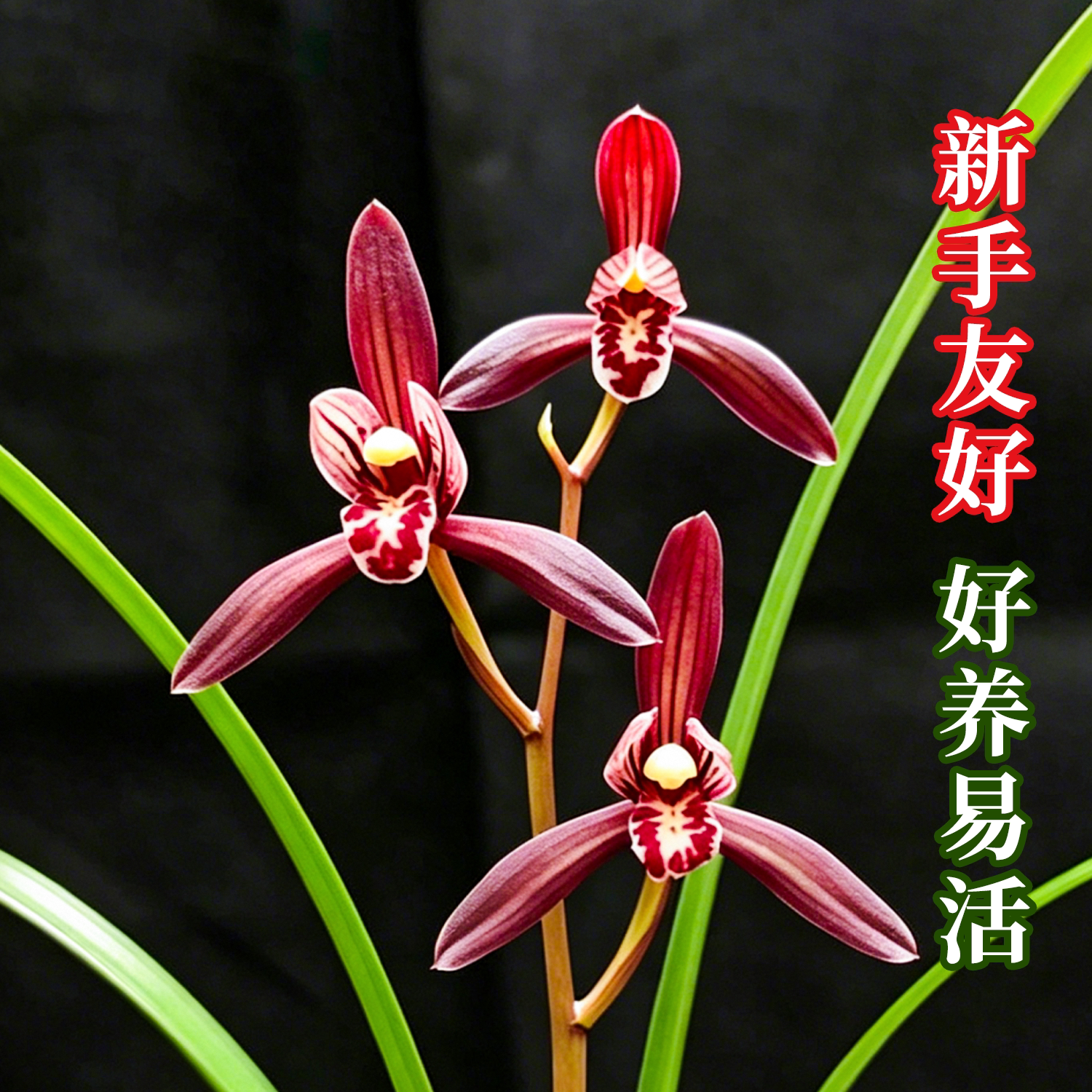 墨宝建兰名品兰花苗浓香好养花卉