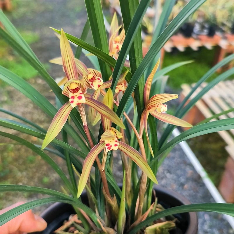 兰花苗细叶寒兰国画之美浓香花中矮种室内花卉绿植盆栽冬季带花