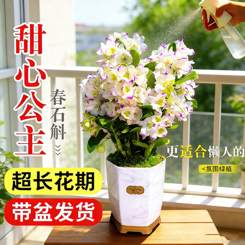 春石斛兰花卉植物好养浓香型