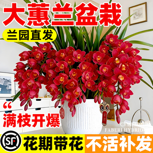 大花蕙兰红袍兰花盆栽冬带花苞精品浓香兰花苗室内外年宵花卉绿植