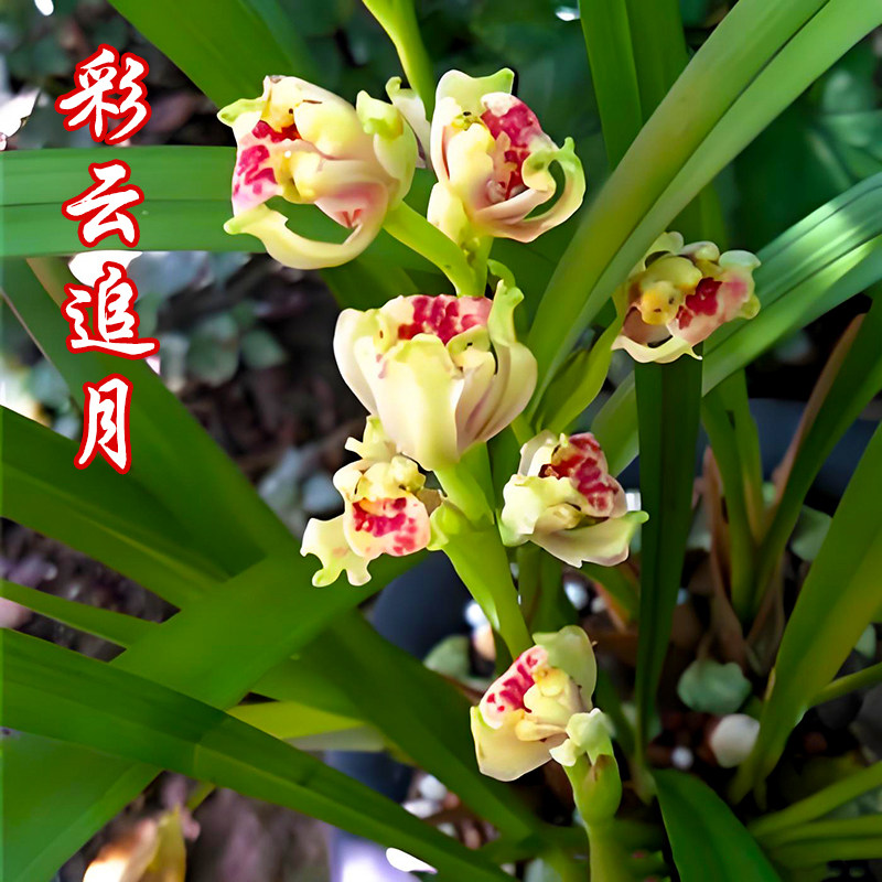 彩云追月兰花盆栽夏带花苞