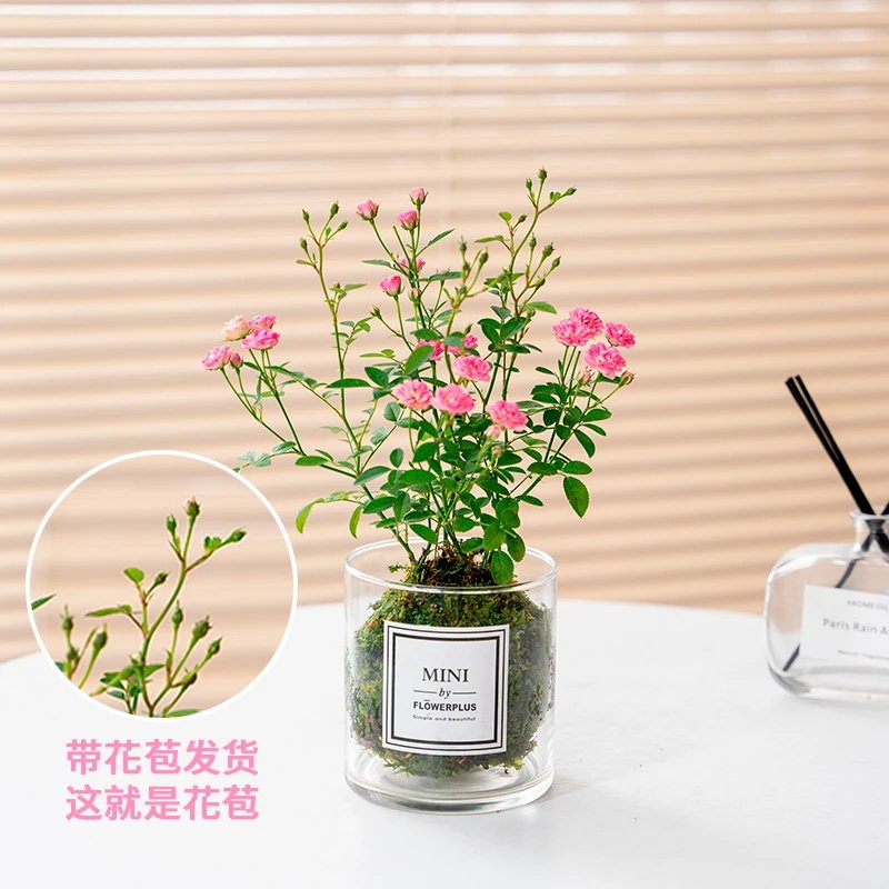 老字号姬月季蔷薇须惠姬勤花带花苞盆栽绿植四季花卉机器窗台阳台